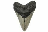 Serrated, Fossil Megalodon Tooth - North Carolina #299013-1